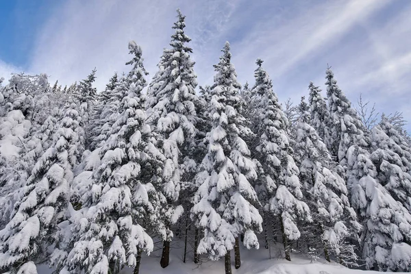 Paisagem Montanhosa Com Abetos Cobertos Neve Durante Dia — Fotografia de Stock