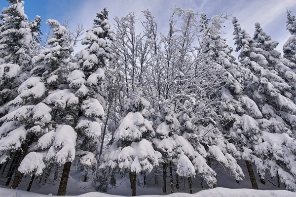 Paisagem Montanhosa Com Abetos Cobertos Neve Durante Dia — Fotografia de Stock