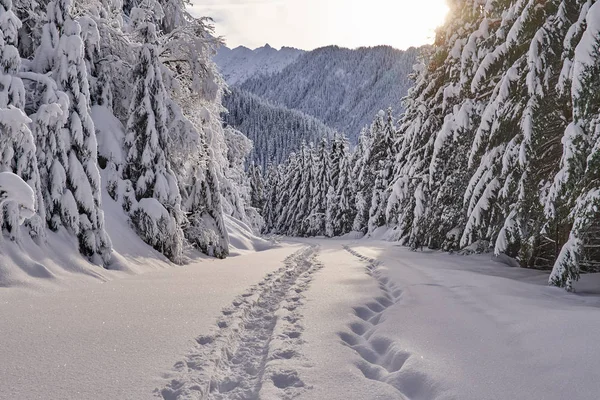 被雪覆盖的山路 有脚印 图库图片