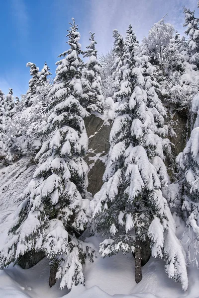 白天被雪覆盖的冷杉树的山景 图库图片