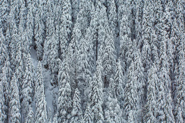 Landschap Met Sneeuw Bedekte Naaldbossen Bergen — Stockfoto