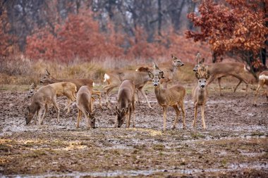 Karaca ve bahar zaman ormandaki Roebucks in sürüsü