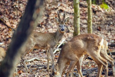 Karaca ve buck bahar zaman ormanda grup