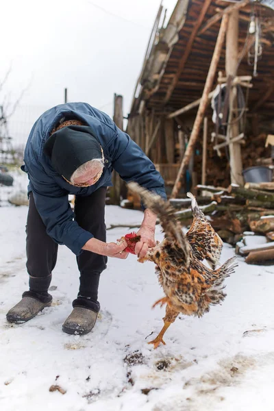 Old Woman Hand Feeding Chickens Her Backyard — Stock Photo, Image