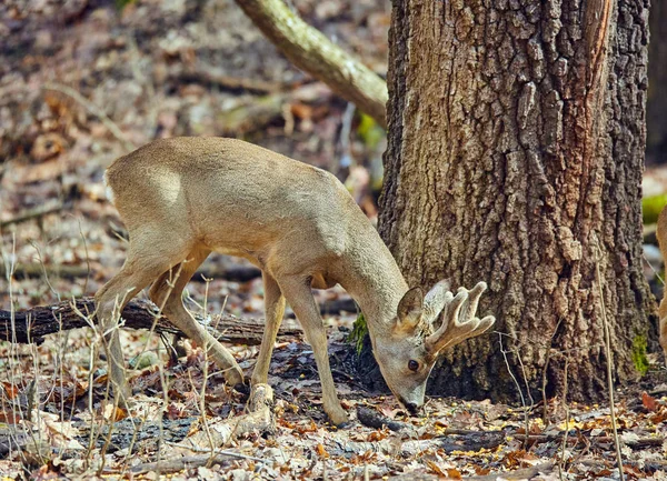 Seul Chevreuil Dans Forêt Avec Des Cornes Duveteuses — Photo