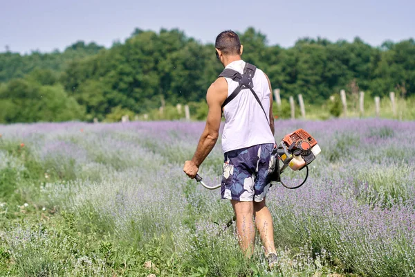 Man Klipper Bland Lavendel Rader Med Röjsåg — Stockfoto