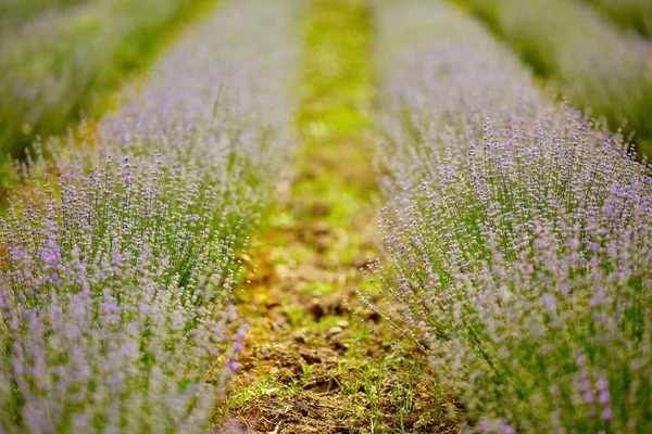 Fechar Uns Arbustos Lavanda Flor — Fotografia de Stock