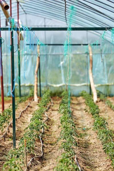 Genç domates bitkileri sera seçici odak ile satırları 
