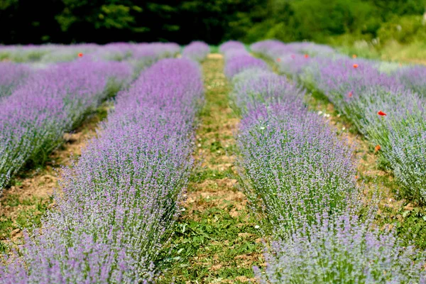 Closeup Lavender Bushes Bloom — Stock Photo, Image