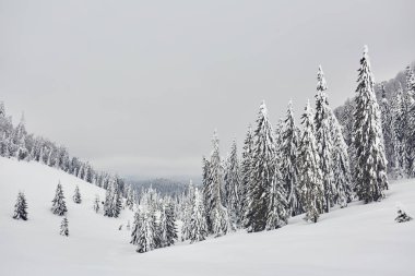 Çam ağaçları ile kış manzara blizzard tarafından karla kaplı