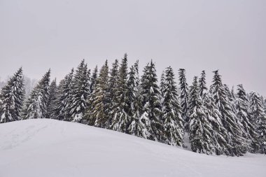 Çam ağaçları ile kış manzara blizzard tarafından karla kaplı