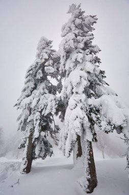 Çam ağaçları ile kış manzara blizzard tarafından karla kaplı