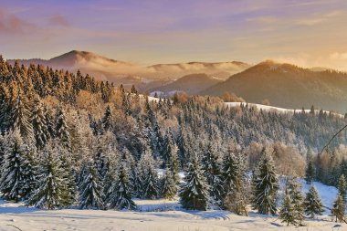 Çam ağaçları ile kış manzara blizzard tarafından karla kaplı