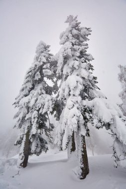 Çam ağaçları ile kış manzara blizzard tarafından karla kaplı