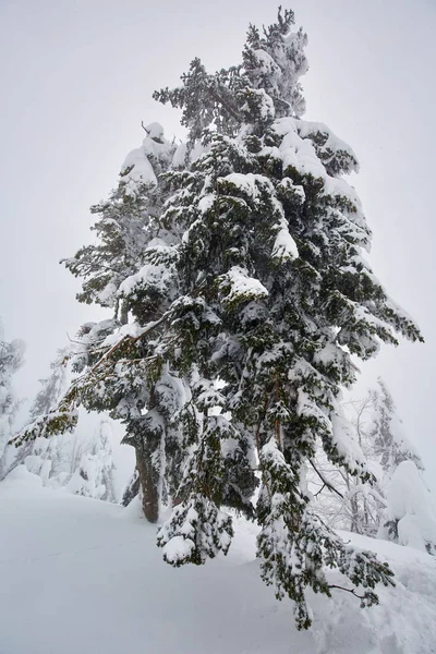 Зимний Пейзаж Соснами Покрытыми Снегом Метели — стоковое фото