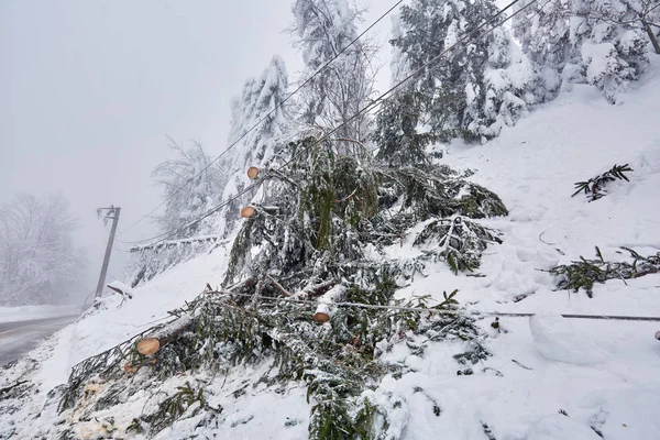 在电线上 被雪崩击倒的树木 — 图库照片