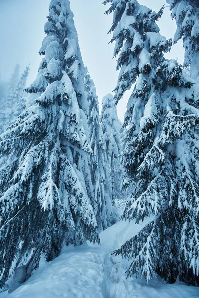 Χειμερινό Τοπίο Πεύκα Που Καλύπτονται Χιόνι Από Blizzard — Φωτογραφία Αρχείου