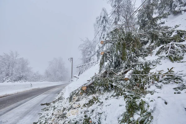 在电线上 被雪崩击倒的树木 — 图库照片