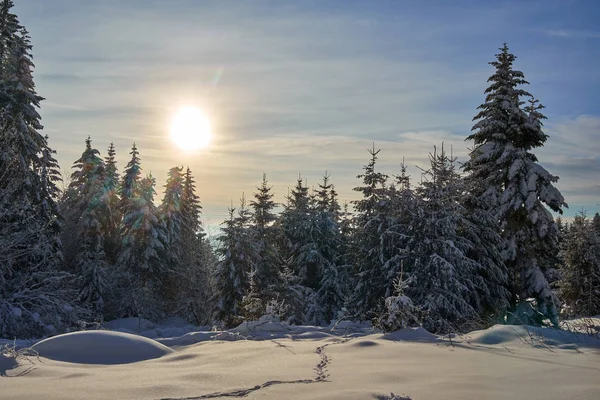 Paisaje Invernal Con Pinos Cubiertos Nieve Por Ventisca — Foto de Stock