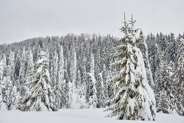 Pejzaż Zimowy Sosny Pokryte Śniegiem Przez Blizzard — Zdjęcie stockowe