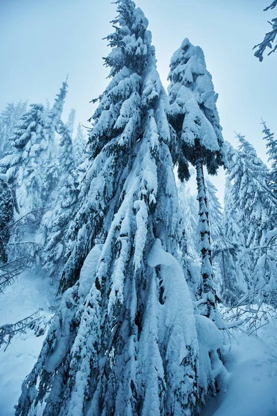 被暴风雪覆盖着松树的冬季风景 — 图库照片