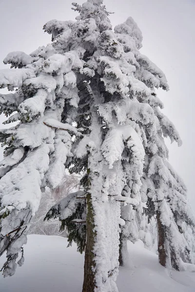 Vinterlandskap Med Tallar Täckta Snö Blizzard — Stockfoto
