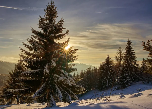 Paisaje Invernal Con Pinos Cubiertos Nieve Por Ventisca —  Fotos de Stock