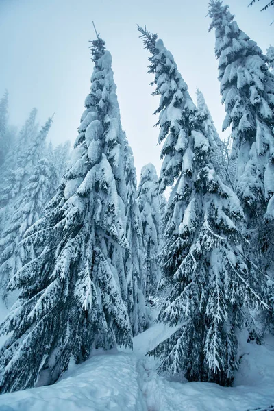 Winterlandschaft Mit Schneebedeckten Kiefern Durch Den Schneesturm — Stockfoto