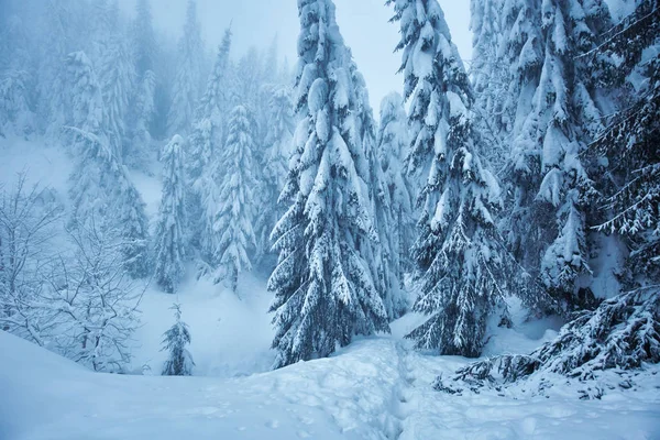 Paisaje Invernal Con Pinos Cubiertos Nieve Por Ventisca — Foto de Stock