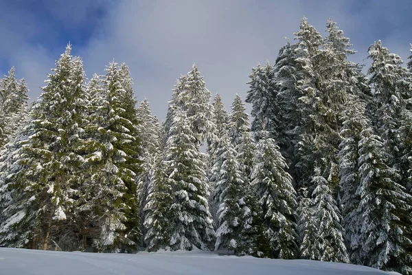 Winter Landscape Pines Covered Snow Blizzard — Stock Photo, Image