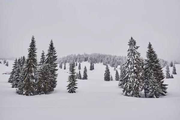 吹雪で雪に覆われた松のある冬景色 — ストック写真