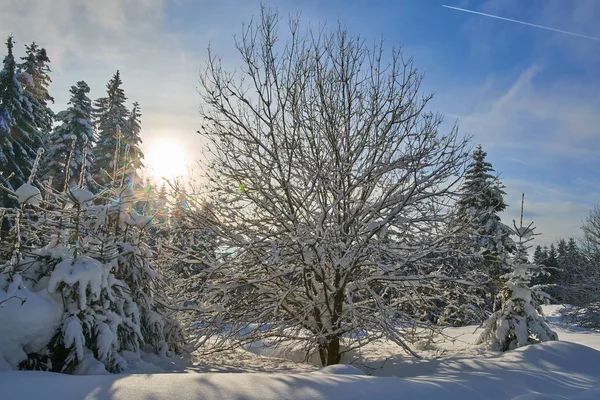 Winter Landscape Pines Covered Snow Blizzard — Stock Photo, Image