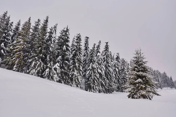 Téli Táj Fenyőkkel Hóban Hatálya Blizzard — Stock Fotó