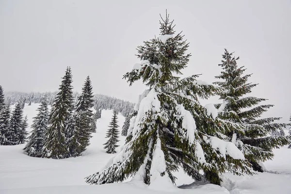 Paysage Hivernal Avec Pins Couverts Neige Par Blizzard — Photo
