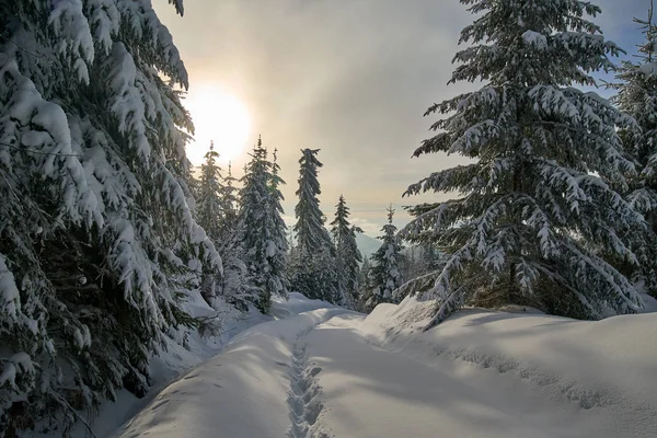 Paysage Hivernal Coucher Soleil Avec Pins Sentier — Photo