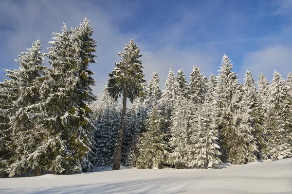 Paysage Hivernal Avec Pins Couverts Neige Par Blizzard — Photo