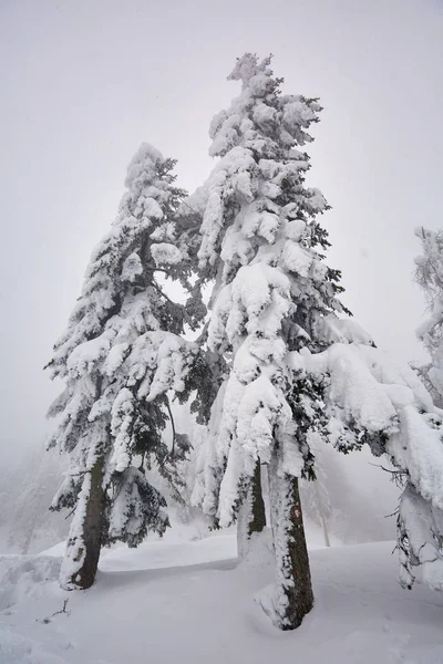 Pejzaż Zimowy Sosny Pokryte Śniegiem Przez Blizzard — Zdjęcie stockowe