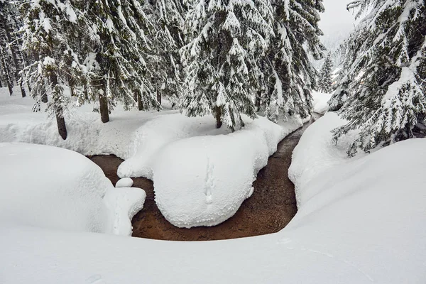 Пейзаж Рекой Сосновом Лесу Зимой — стоковое фото