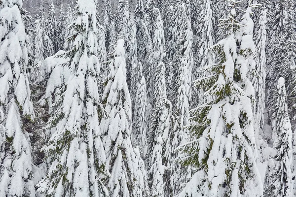 Paysage Hivernal Avec Pins Couverts Neige Par Blizzard — Photo