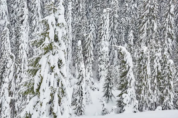 Зимовий Пейзаж Соснами Вкритими Снігом Біля Бурі Ліцензійні Стокові Фото