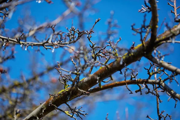 Fechar Botões Capturados Gelo Durante Início Primavera — Fotografia de Stock