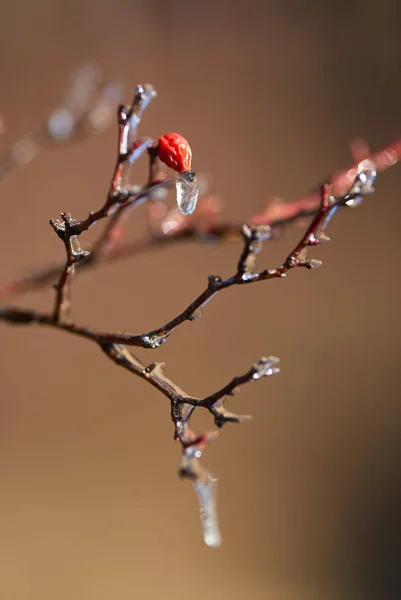 早春在冰中捕获的芽特写镜头 — 图库照片