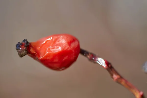 Frutos Espinheiro Início Primavera Com Gelo Sobre Eles — Fotografia de Stock