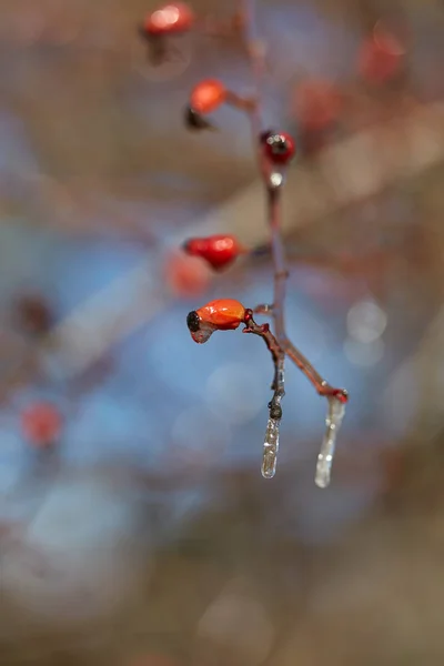 Closeup Buds Caught Ice Early Spring — Stock Photo, Image