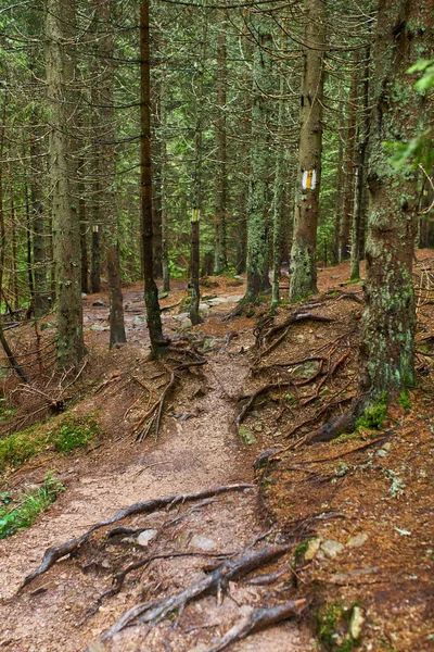 Trail Een Bos Van Beuken Dennen Bomen — Stockfoto