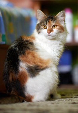 Benekli güzel bir kediye yakın çekim