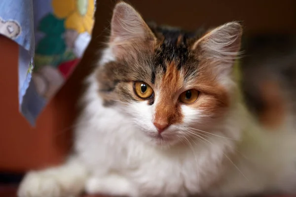 美しい発見された猫の閉鎖 — ストック写真