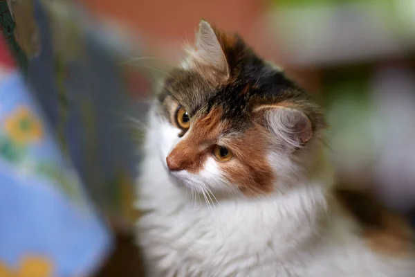 Primer Plano Hermoso Gato Manchado — Foto de Stock