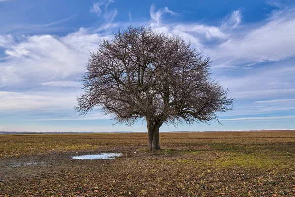 Carpino Europeo Carpinus Betulus Una Terra Arata — Foto Stock