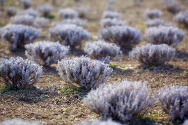 Bir çiftlikte erken baharda lavanta çalılar